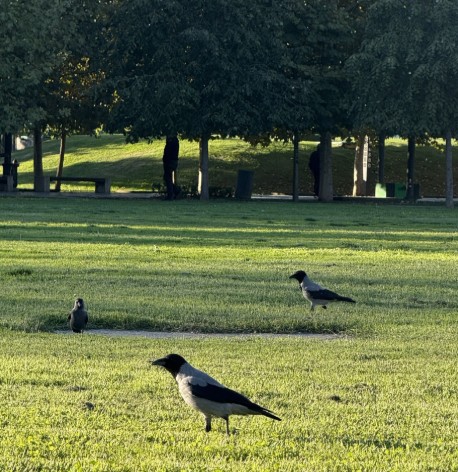 Ela Ahırşan-Sonsuz bir filiz 150326.jpg